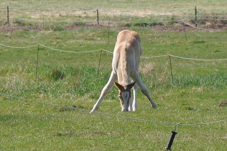 Tyroler Haflinger Atilo - for lange ben! :-D billede 11