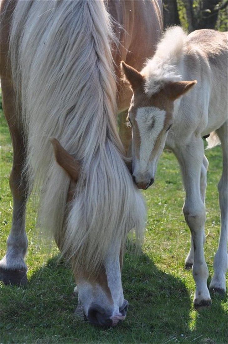 Tyroler Haflinger Atilo billede 12