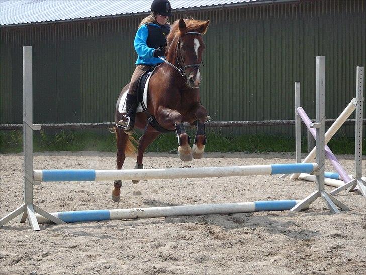 New Forest Igor <3 - NYT! Første gang vi springer sammen, Søndag d. 22 Maj 2011 :D
Foto af - Far billede 11