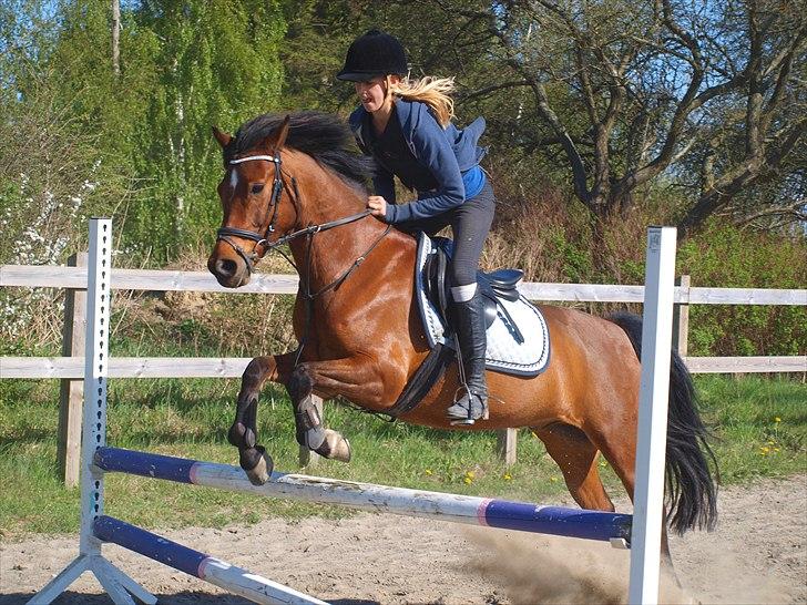 Anden særlig race Sultan fra Højbo, world greatest! <3 - Igen....det handler ikke om at finde en du kan leve med, men om at finde en du ikke kan leve for uden billede 2