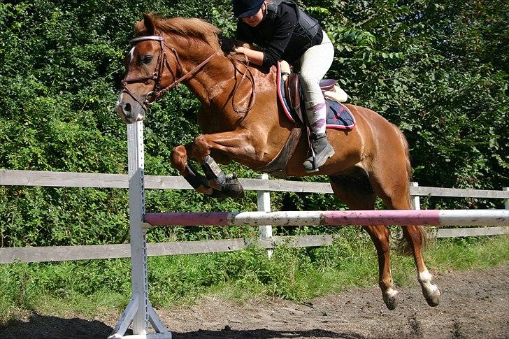 Anden særlig race Firebird       {SOLGT!} billede 14