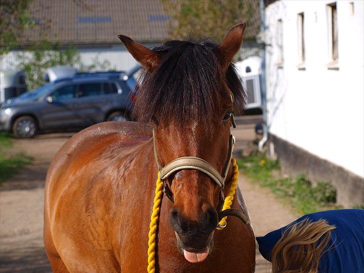 Anden særlig race Sultan fra Højbo, world greatest! <3 - Ingen som dig, du er skøn  billede 5