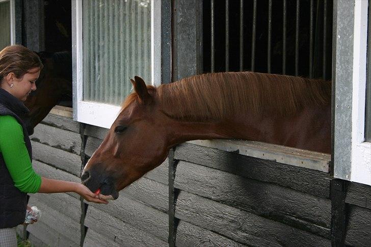 Anden særlig race Firebird       {SOLGT!} billede 15