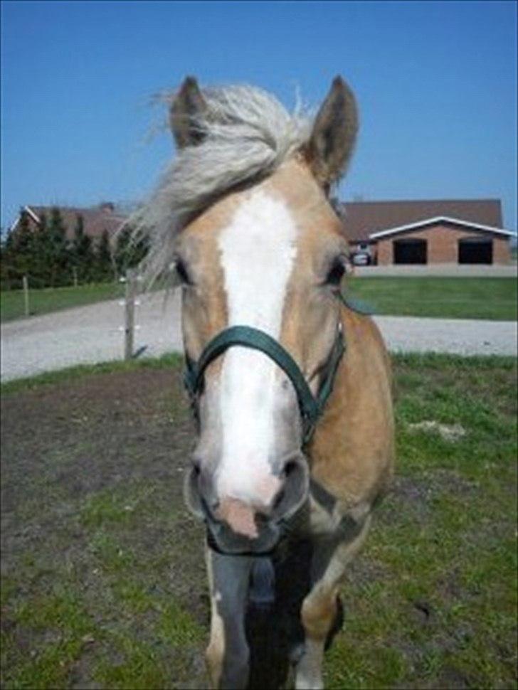 Haflinger Lawine - Velkommen til Lawines profil :D billede 1
