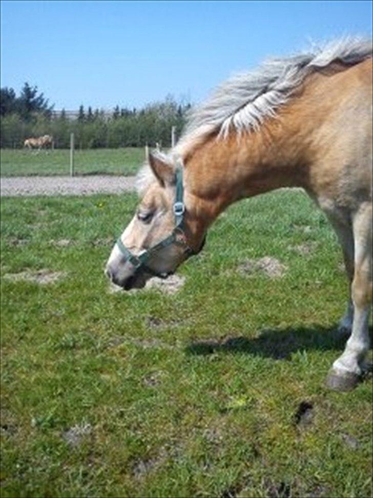 Haflinger Lawine billede 9