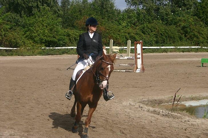 Anden særlig race Firebird       {SOLGT!} billede 16