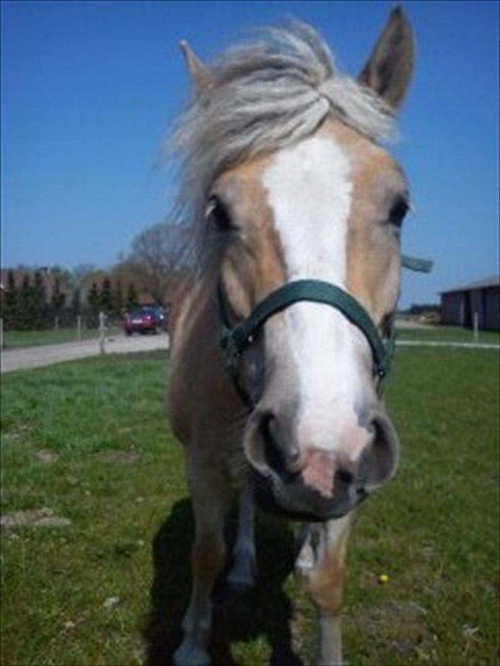 Haflinger Lawine billede 10