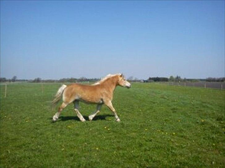 Haflinger Biggi billede 9