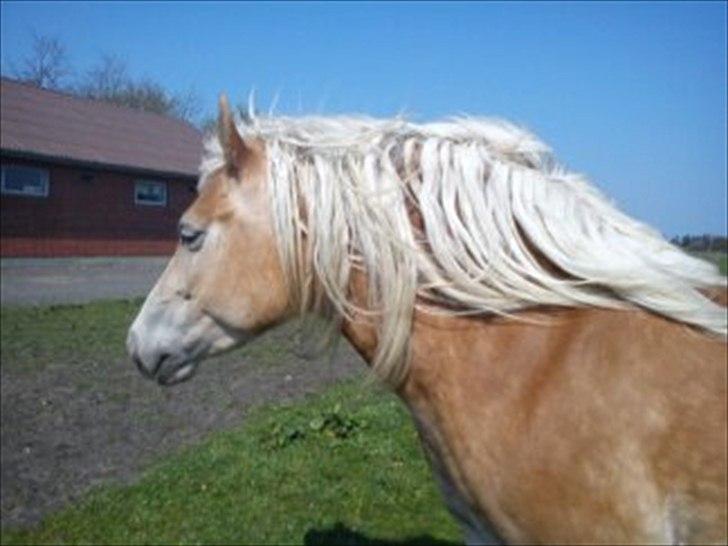 Haflinger Biggi billede 10