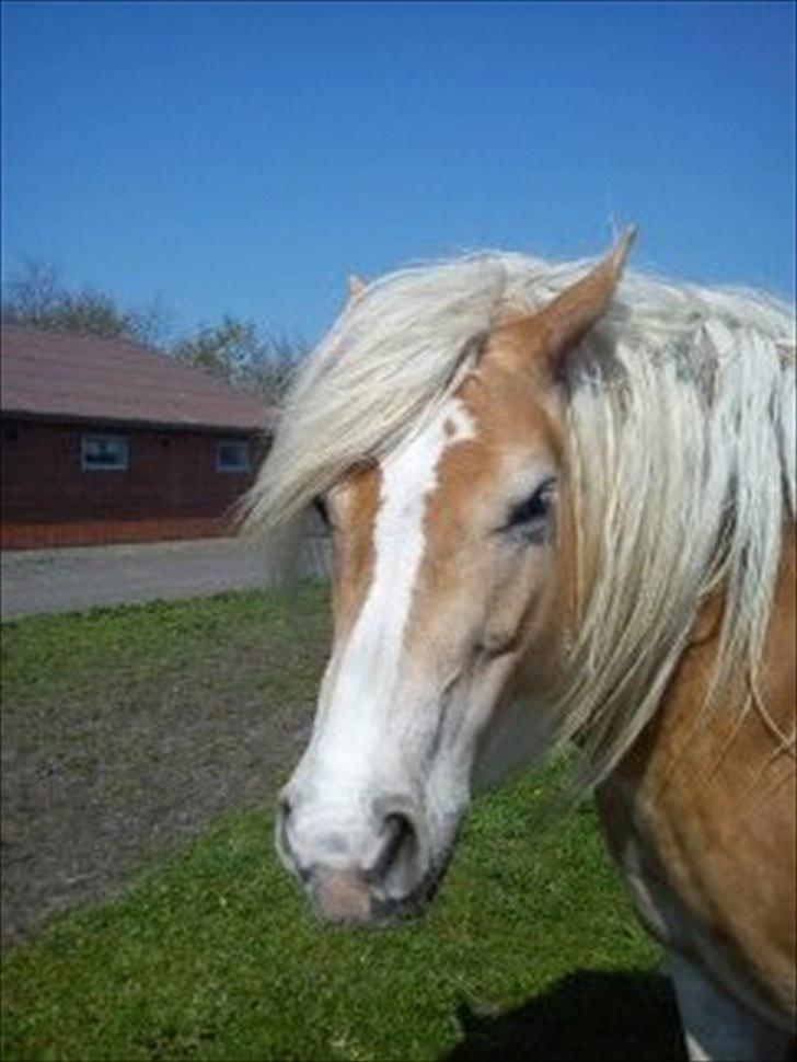 Haflinger Biggi billede 11