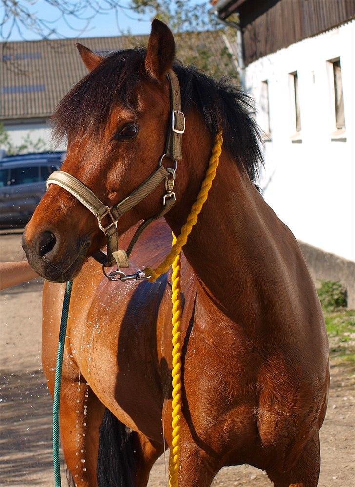 Anden særlig race Sultan fra Højbo, world greatest! <3 billede 12