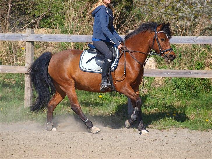 Anden særlig race Sultan fra Højbo, world greatest! <3 - Tak for kigget! læg meget gerne en besked og en bedømmelse :D  billede 16