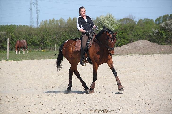 Dansk Varmblod Magic Dancer - Træning april 2011 (: billede 3