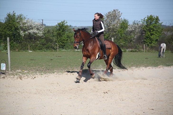 Dansk Varmblod Magic Dancer - Træning april 2011 (: billede 5
