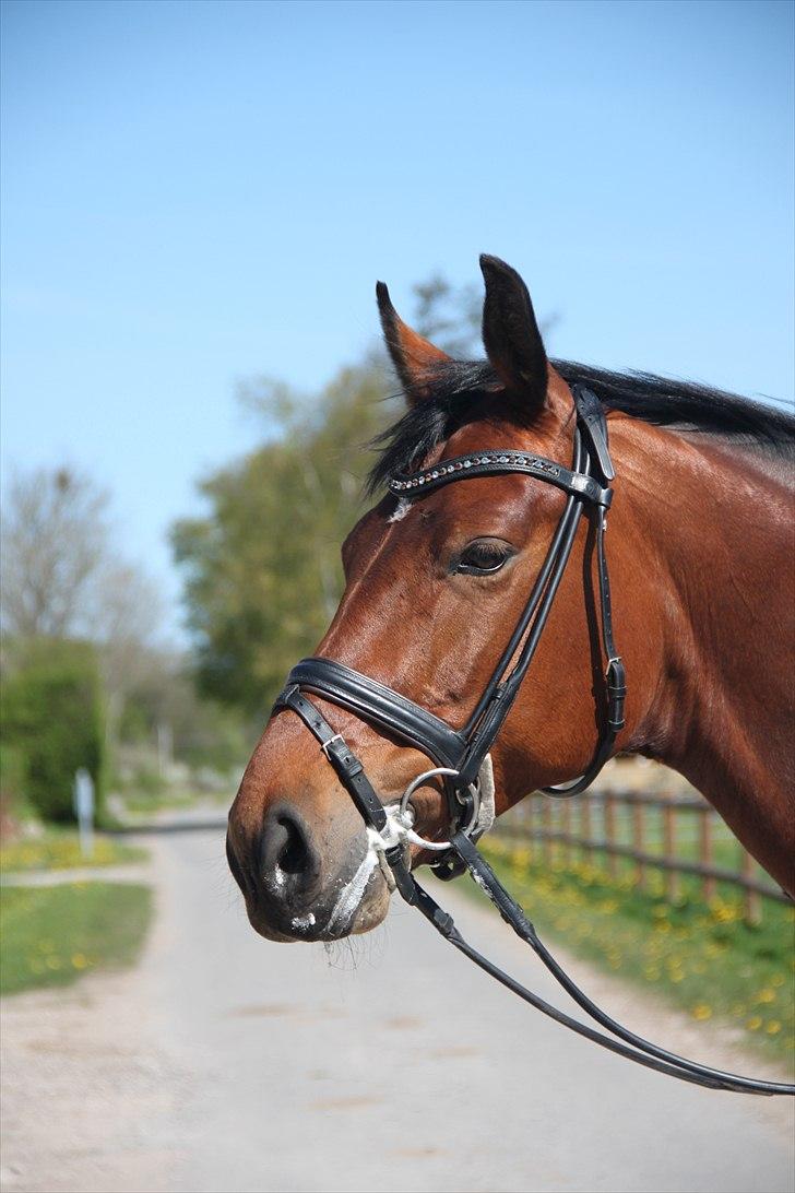 Dansk Varmblod Magic Dancer - Smukke Magic (´: <3 billede 6