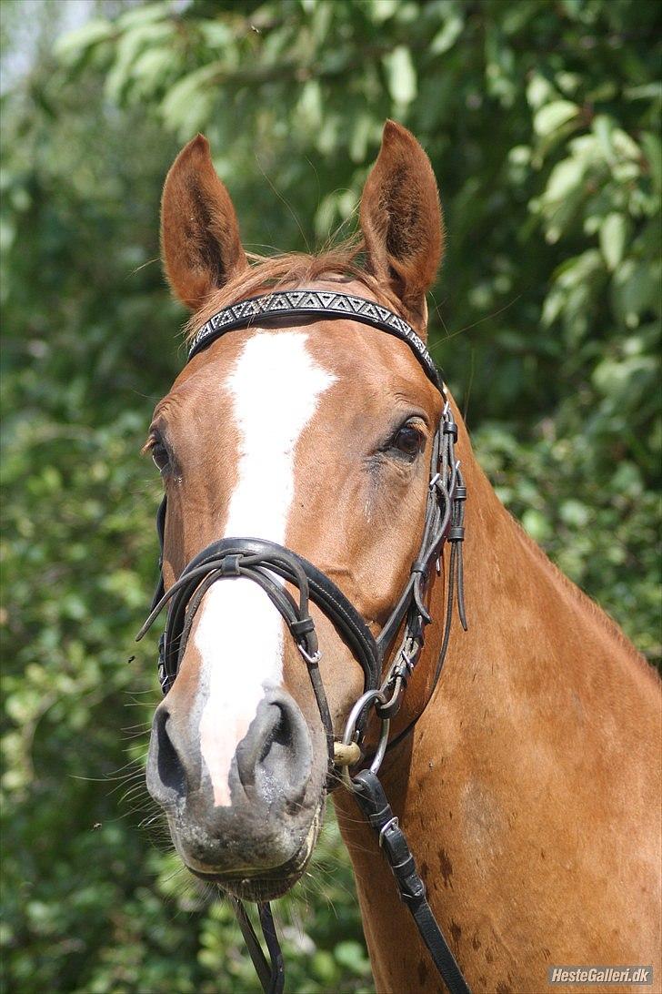 Dansk Varmblod Trekroners Godson billede 2