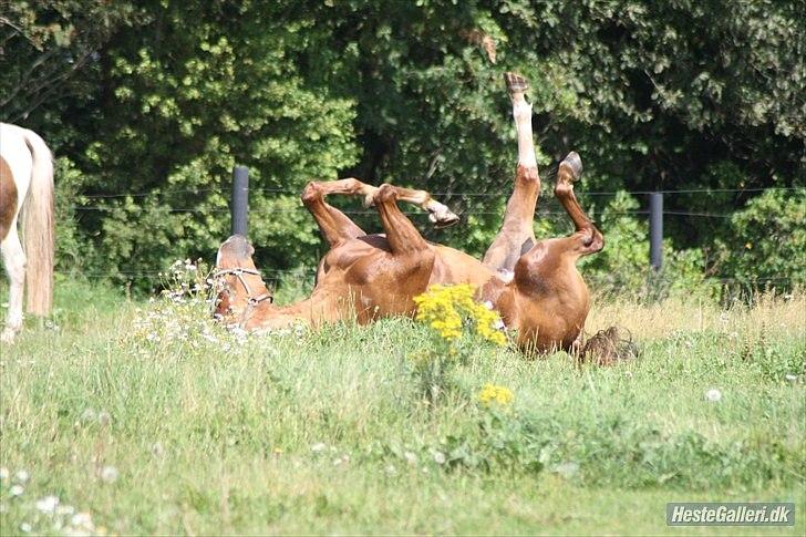 Dansk Varmblod Trekroners Godson billede 4