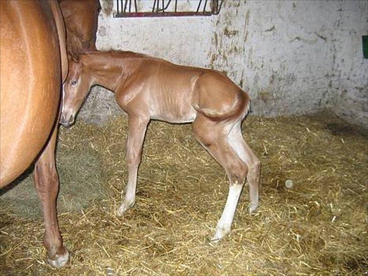 Dansk Varmblod Trekroners Godson billede 6