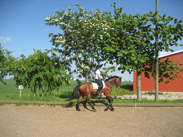 Dansk Varmblod Magic Dancer - Træning maj 2009 (: billede 9