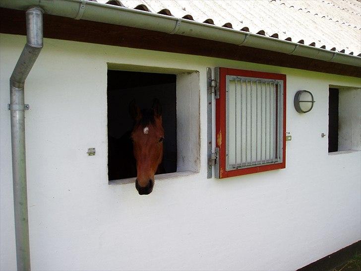 Dansk Varmblod Magic Dancer - (´: billede 16