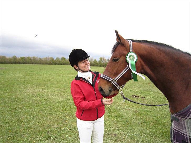 Dansk Varmblod Magic Dancer - Kragelund (: billede 17