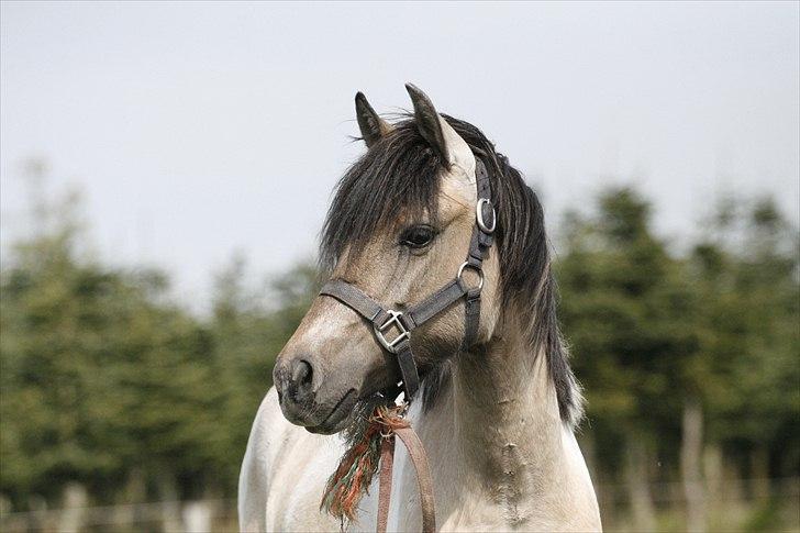 Anden særlig race Klinkhøjs Epona - April 2011 billede 2