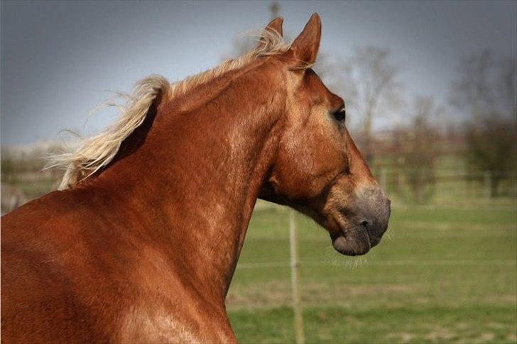 Anden særlig race Fischer  - Fotograf: Sofie Lambæk Krog  billede 7