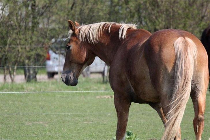 Anden særlig race Fischer  - Fotograf: Sofie Lambæk Krog  billede 12