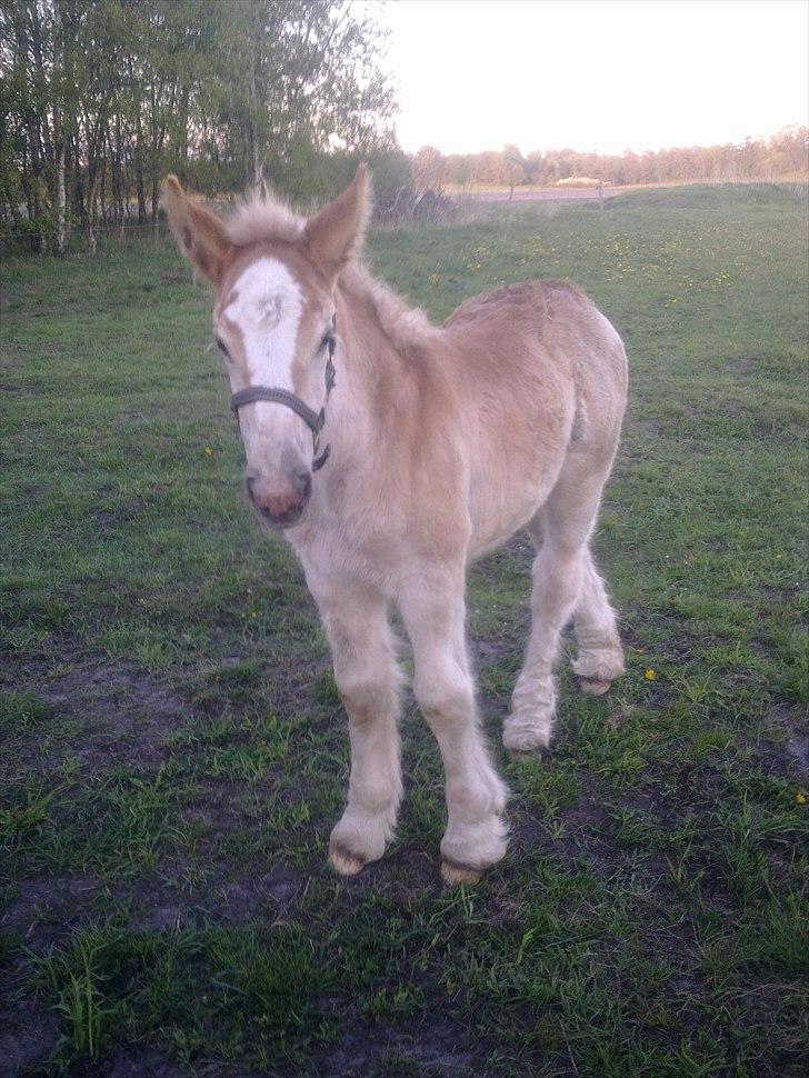 Jyde Laura af veerst - 9 dage gammel billede 2