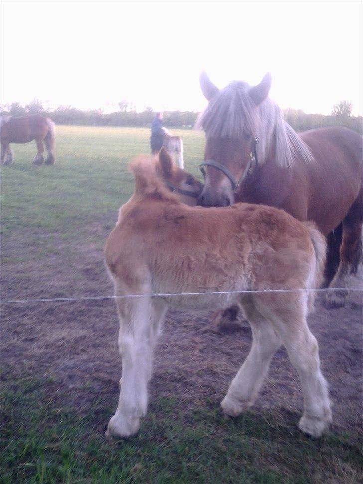 Jyde Ditte af veerst billede 5