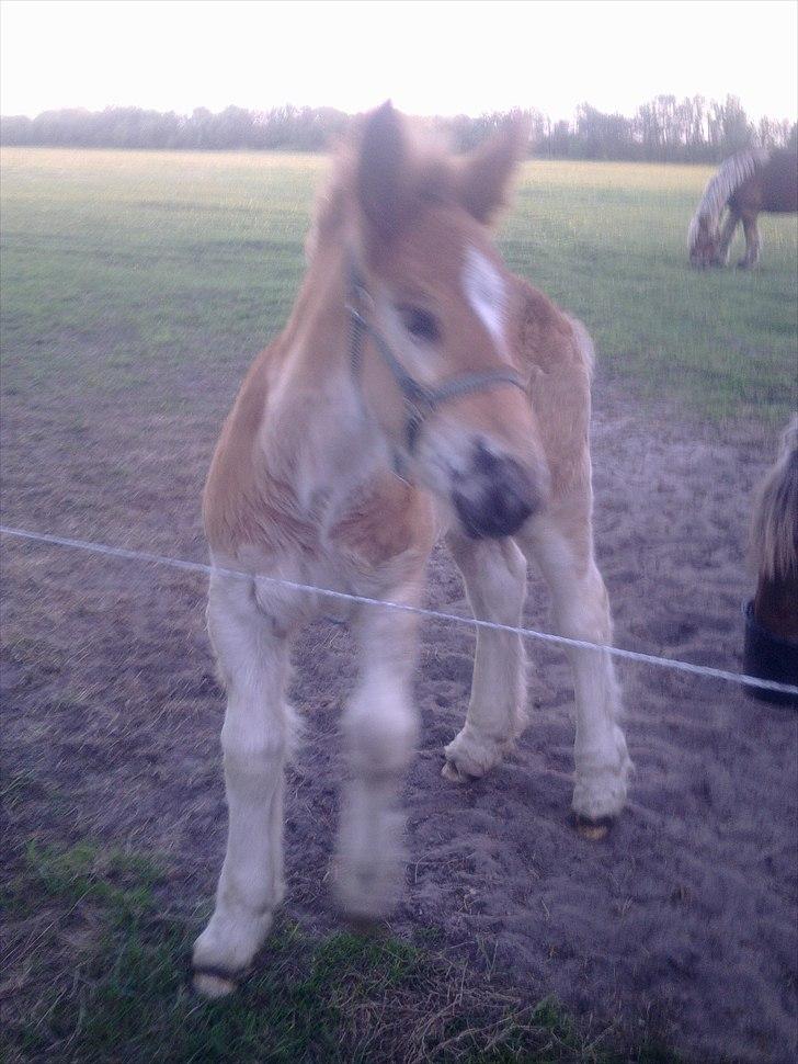 Jyde Ditte af veerst billede 8