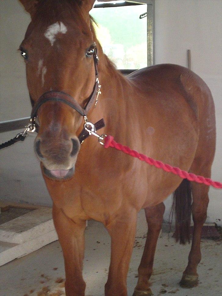 Dansk Varmblod REGITZE billede 5