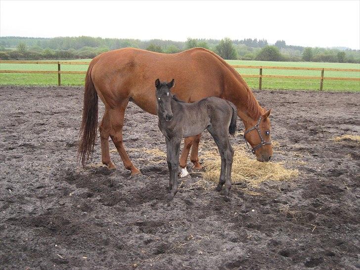 Dansk Varmblod REGITZE billede 6