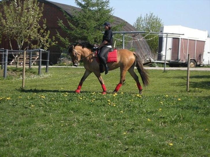 Anden særlig race Amanda'musen <3  billede 4