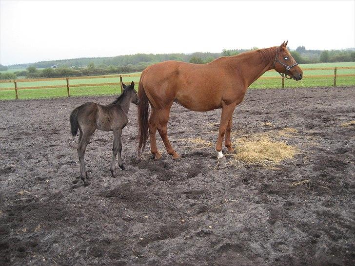 Dansk Varmblod REGITZE billede 7