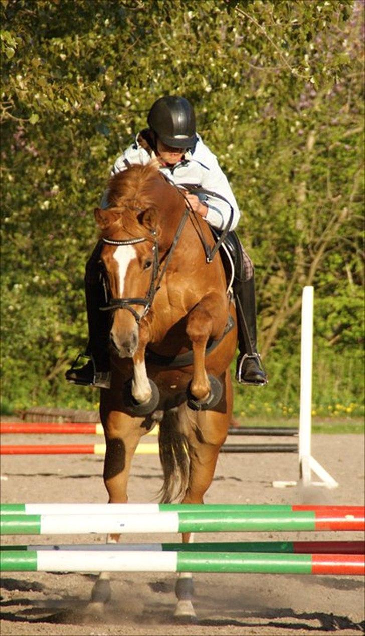 Dansk Varmblod Fresia - Første springtræningen. Jeg er sgu en stolt heste ejer!!!!!!!!!!!!! billede 11
