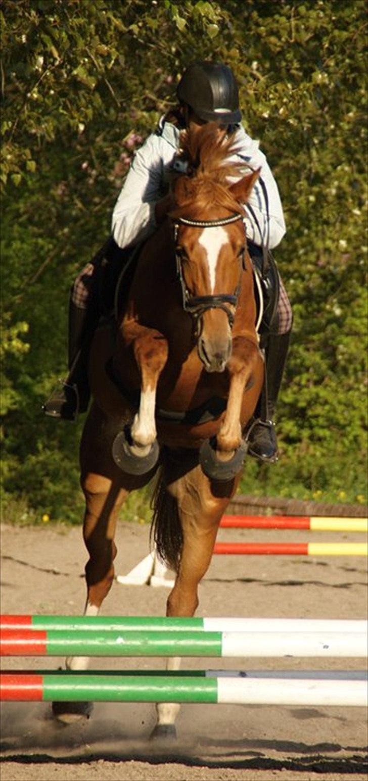 Dansk Varmblod Fresia - Du er fantastisk! Min skat. <3<3<3<3<3 billede 12