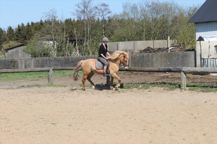 Anden særlig race Aslan  (tidl hest) billede 3