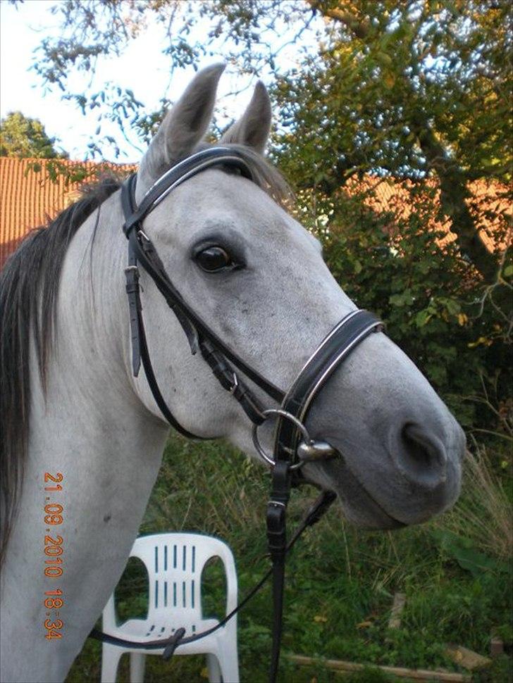 Anden særlig race Sunshine billede 1