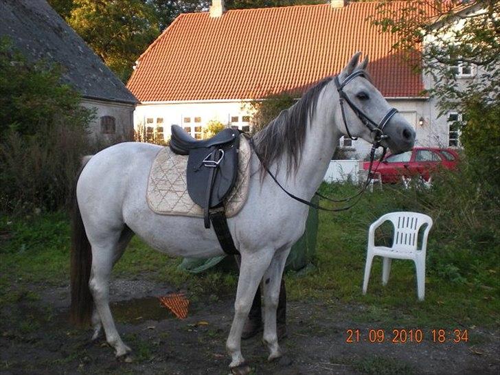 Anden særlig race Sunshine billede 2