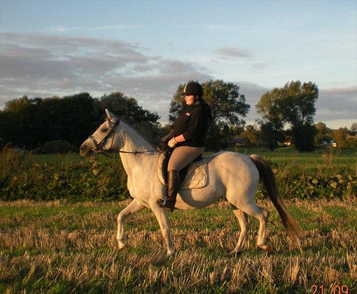 Anden særlig race Sunshine billede 3