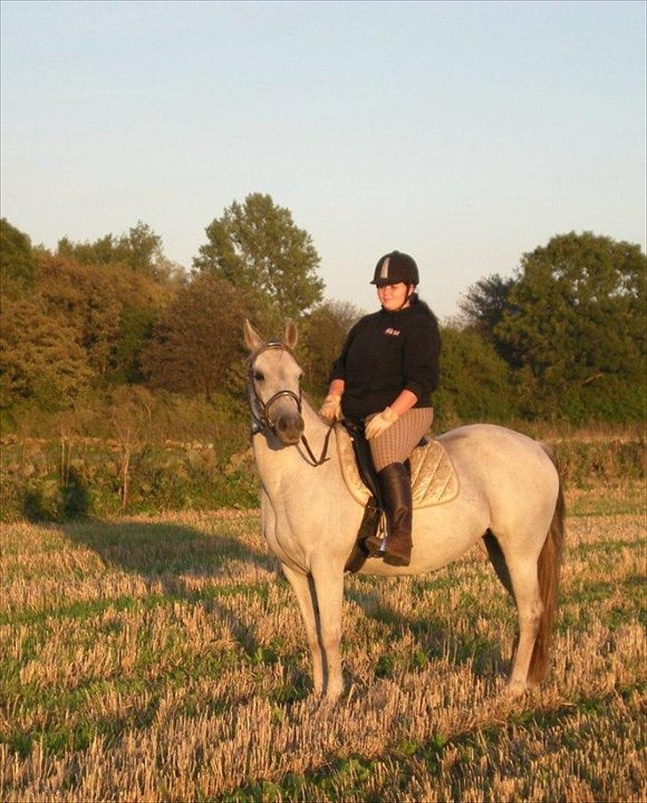 Anden særlig race Sunshine billede 4