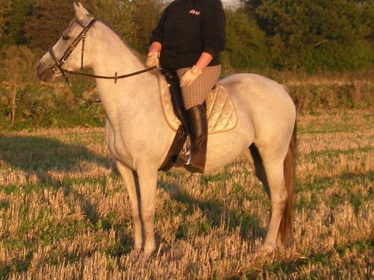 Anden særlig race Sunshine billede 6