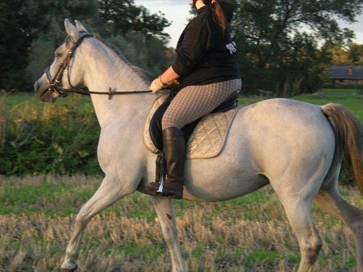 Anden særlig race Sunshine billede 7