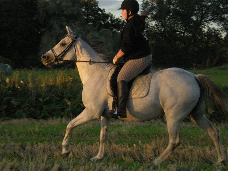 Anden særlig race Sunshine billede 8