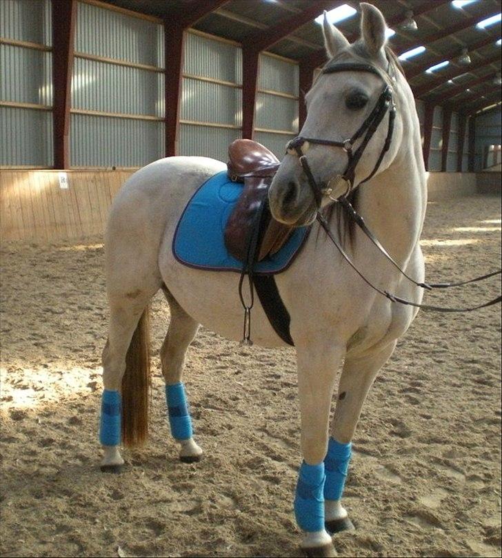 Anden særlig race Sunshine billede 9