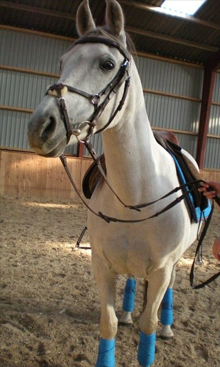 Anden særlig race Sunshine billede 10