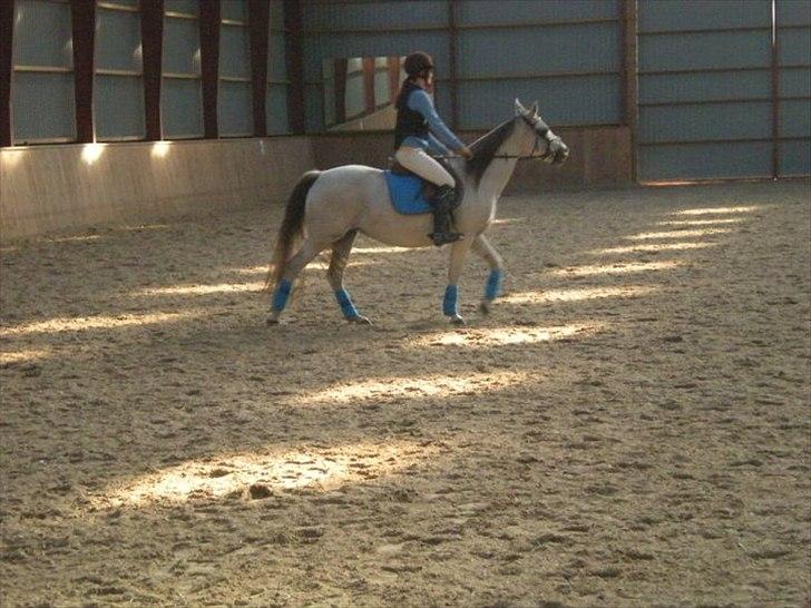 Anden særlig race Sunshine billede 11