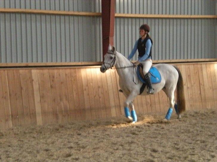 Anden særlig race Sunshine billede 12