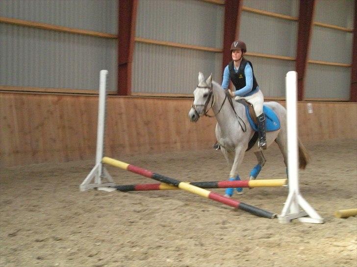 Anden særlig race Sunshine billede 13